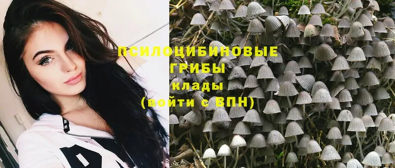 где можно купить   Нытва  Псилоцибиновые грибы Magic Shrooms 